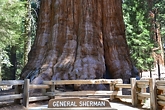 セコイア＆キングスキャニオン国立公園シャーマン将軍の木画像